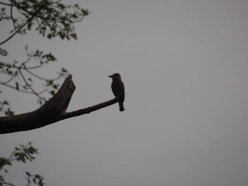 Birds sighted in Koshi Tappu Wildlife Reserve | Koshi Tappu Wildlife Camp - Nepal