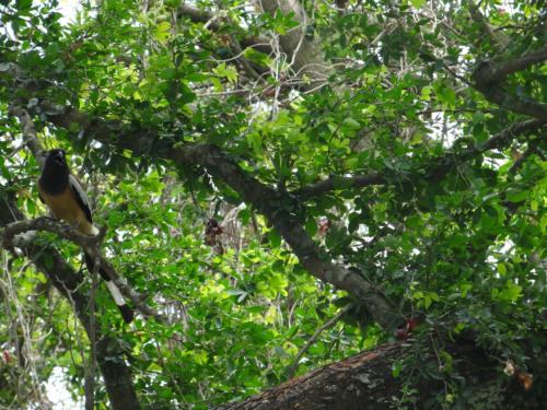 Birds sighted in Koshi Tappu Wildlife Reserve | Koshi Tappu Wildlife Camp - Nepal