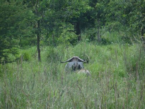 Birds sighted in Koshi Tappu Wildlife Reserve | Koshi Tappu Wildlife Camp - Nepal