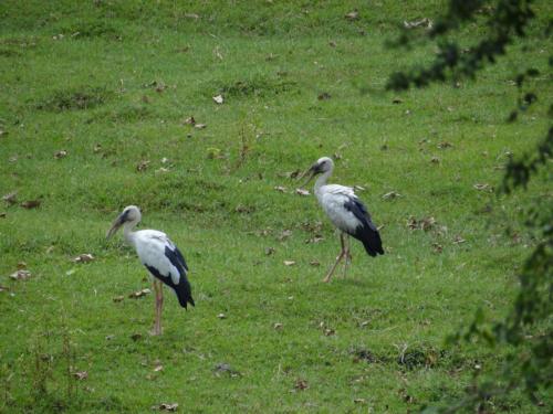 Birds sighted in Koshi Tappu Wildlife Reserve | Koshi Tappu Wildlife Camp - Nepal