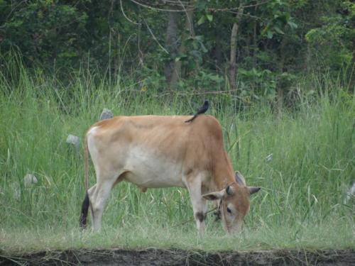 Birds sighted in Koshi Tappu Wildlife Reserve | Koshi Tappu Wildlife Camp - Nepal