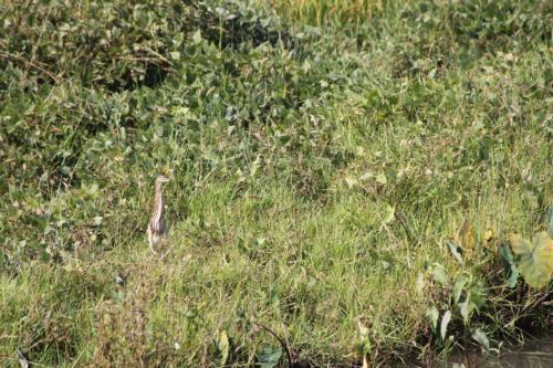 Birds sighted in Koshi Tappu Wildlife Reserve | Koshi Tappu Wildlife Camp - Nepal